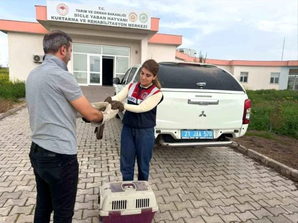 Diyarbakır’da yaralı bulunan şahin tedavi altına alındı