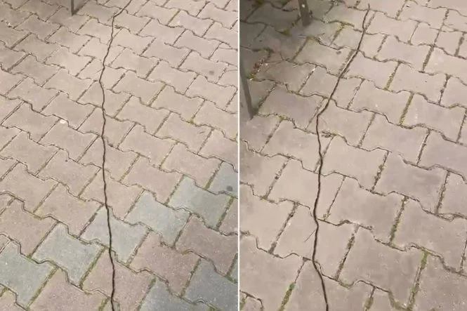 İstanbullular diken üstünde! Çam kese tırtılı böyle görüntülendi