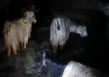 yuksekovada-ahirlari-su-basti-mahsur-kalan-hayvanlar-kurtarildi-lGI8HHVX.jpg